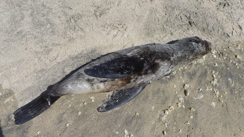 Arctocephalus townsendi