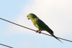 Psittacara leucophthalmus