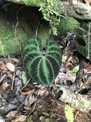 Dioscorea dodecaneura