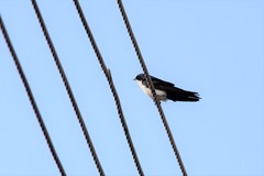 Pygochelidon cyanoleuca