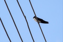 Pygochelidon cyanoleuca