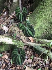 Dioscorea dodecaneura