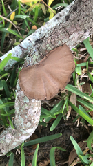 Hexagonia hydnoides