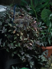 Tradescantia zebrina zebrina