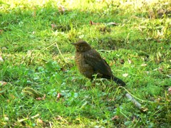Turdus merula