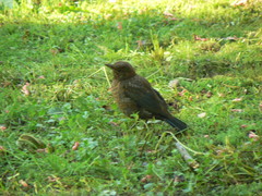 Turdus merula