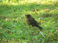 Turdus merula
