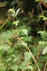 Campanula trachelium