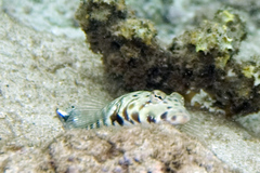 Parapercis millepunctata