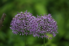 Allium aflatunense