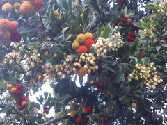 Arbutus unedo