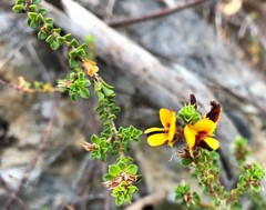 Pultenaea densifolia