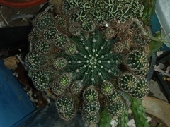 Echinopsis calochlora