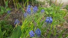 Muscari botryoides