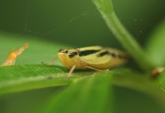 Evacanthus interruptus