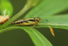 Evacanthus interruptus