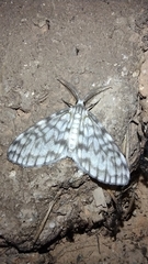 Parallage inconcinna