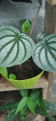 Peperomia argyreia