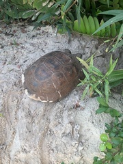 Gopherus polyphemus