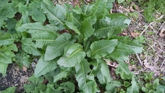 Rumex patientia
