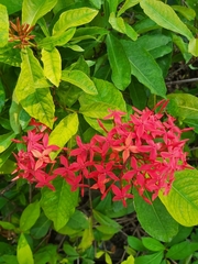 Ixora javanica