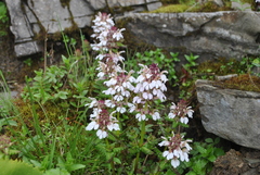 Pedicularis microchila