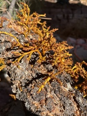 Arceuthobium vaginatum cryptopodum