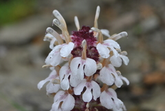 Pedicularis microchila