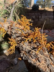 Arceuthobium vaginatum cryptopodum