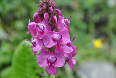 Pedicularis davidii