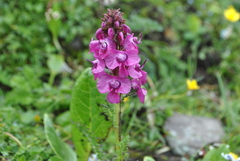 Pedicularis davidii