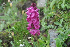 Pedicularis davidii