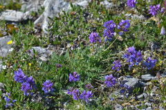 Oxytropis owerinii
