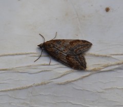 Chesias isabella