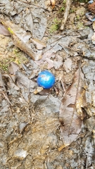 Elaeocarpus angustifolius