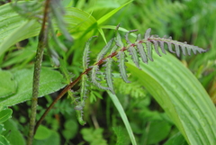 Pedicularis kangtingensis