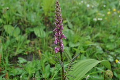 Pedicularis kangtingensis
