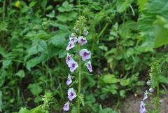 Pedicularis davidii