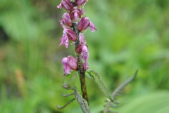 Pedicularis kangtingensis