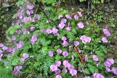 Pedicularis macrosiphon