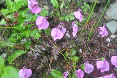 Pedicularis macrosiphon