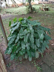 Philodendron burle-marxii