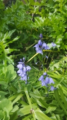 Hyacinthoides non-scripta