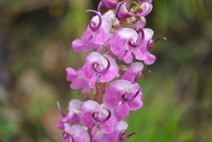 Pedicularis davidii