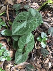 Dioscorea dodecaneura