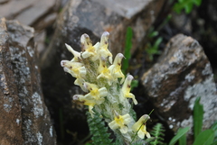 Pedicularis oederi