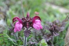 Pedicularis tatsienensis