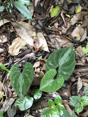 Dioscorea dodecaneura