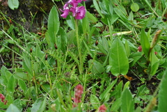 Pedicularis davidii