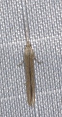 Coleophora quadruplex